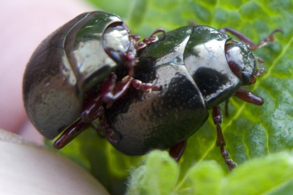 Ritardatari ? Chrysolina bankii